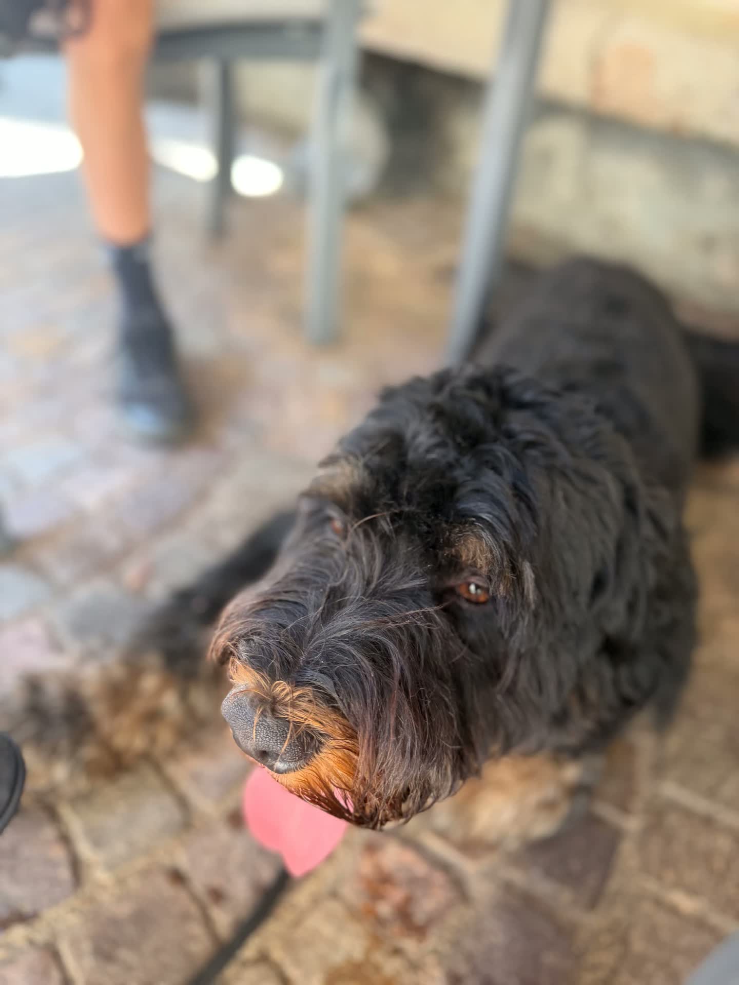 Met de hond